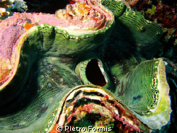 Tridacna, Sony w-300 YS-17 Strobe by Pietro Formis 